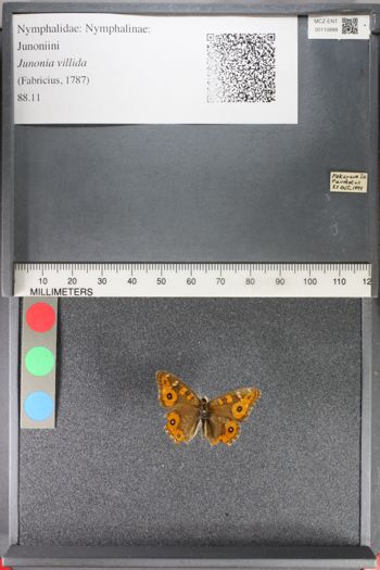Media type: image;   Entomology 110888